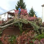 

No! We didn't do this. This tree was blown on to the deck during a wind storm. 