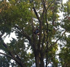 Tree Service